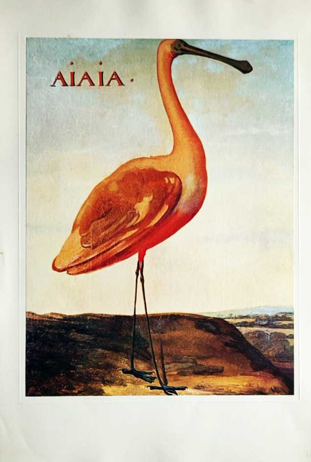 BIRDS OF BRAZIL, by Albert Eckhout - Prancha medin