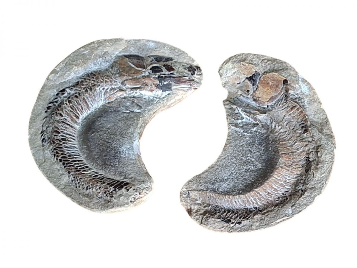 FÓSSIL – Fóssil, possivelmente brasileiro, do período Cretáceo Inferior. Trata-se da fossilização de um peixe, provavelmente da espécie Vinctifer Comptoni. 14cm.