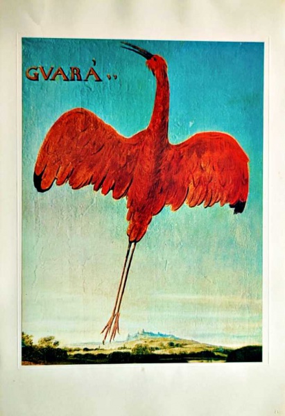 BIRDS OF BRAZIL, by Albert Eckhout - Prancha no fo