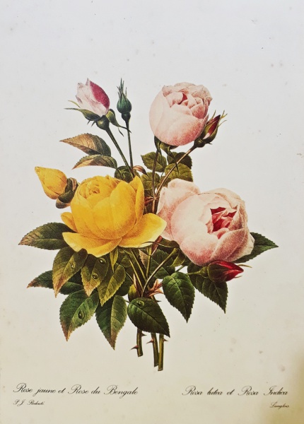 P. J. REDOUTE, gravura, "Rose jaune et Rose du Bengale", medindo 21 x 30 cm. Sem moldura.