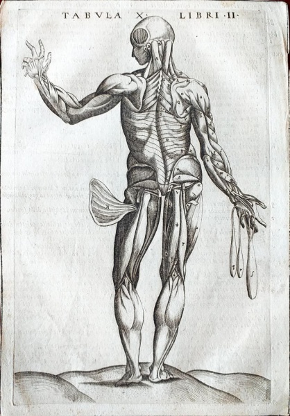 Anatome Corporis Humani - Juan Valverde de Amusco - Calcogravura - Ano 1589
