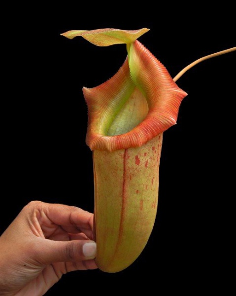 NEPENTHES PETIOLATA X TRUNCATA- PLANTA CARNÍVORA - Belo hibrido Asiatico de jarros gigantes!! - Pla