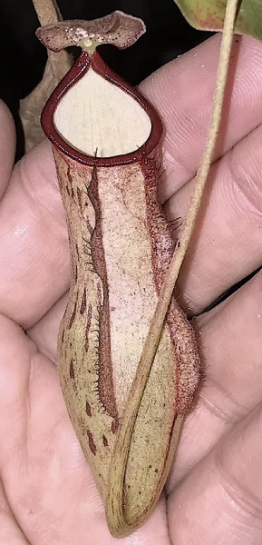 NEPENTHES SPOTED   - PLANTA CARNÍVORA - Belo híbrido asiático de jarros muito exóticos ! - Planta adulta, importada e muito bela. "Está planta será enviada plantada e devidamente acondicionada".