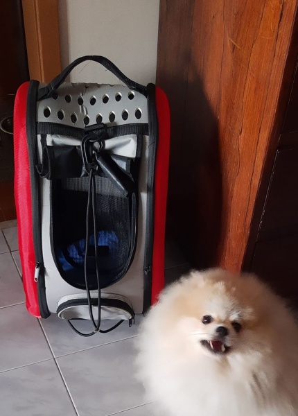 Joias . DOMINO PROFISSIONAL DE OSSO MALETA COM 28 PEÇAS EM BELÍ foto 8
