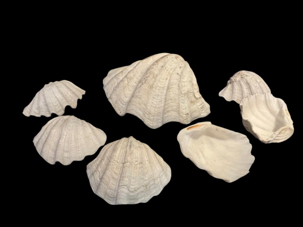 Conjunto de 7 petisqueiras de concha natural (1 valva grande e 6 pequenas), sendo 1 grande. Mede: 31 cm de comprimento e 14 cm de comprimento as pequenas.