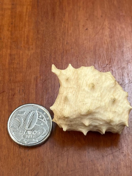 Concha em marfim de molusco gastrópode marinho da família Muricidae, possivelmente do gênero Mancinella (como a Mancinella alouina ou Mancinella echinata).