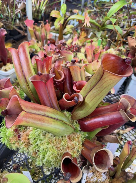 HELIAMPHORA FOLICULATA "WISTUBA"- UMA DAS HELIAMPHORAS MAIS BELAS- EX COLEÇÃO WISTUBA - RECOMENDADA!