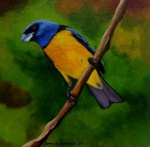 Sergio Spencer - quadro óleo sobre tela50x50cm diâmetro , pássaro Sanhaço com moldura, artista catalogado nos Anuários Pernambucano de Arte 2012 e 2014