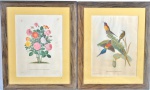 Duas gravuras de pássaros e flores. Medida com moldura 57 x 47 cm.