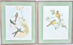 Duas gravuras de pássaros pousados nos galhos. Medida com moldura 51 x 41 cm.