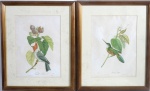 Duas gravuras de pássaros. Medida com moldura 55 x 45 cm. Mofo no paspartour.