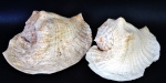 Duas conchas de mar do Pacífico (com defeitos), Comprimento 32 e 30 cm.