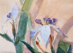 Rene Silvio Tomczak / Aquarela / Medidas 47 x 52 cm / Assinado