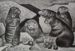 Assinatura não identificada - Los Marmotes - Gravura em metal - medidas 21 x 28 cm