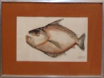 Jose de Dome - rara aquarela peixe 32x48cm - 12237