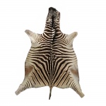 Raro tapete de pele de zebra. 270 x 180 cm.