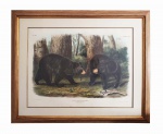 AUDUBON, J.J. -  Ursus Americanus, Pallas. American Black Bear. male & female (v. 3, no. 29, plate 141); The viviparous quadrupeds of North America / by John James Audubon, F.R.S. &c. &c. and the Revd. John Bachman, D.D. &c. &c. rara e importante lithogravura a pedra, de autoria de um dos maiores naturalistas do sec. xix no mundo. impressionante realismo, beleza e ótimo estado de conservação. suas obras atingem preços muito altos no mercado internacional, há bem da justiça cada album de audubon na época custava cerca de  1000 dóllares americanos o que era realmente uma pequena fortuna na época. Imperial folio edition: volume I published 1845; volume II, 1846; volume III, 1848.este exemplar pertence ao volume III e foi publicado em 1848.  70 x 53 cm (sem considerar o tamanho da moldura)NOTA: John James Audubon nasceu em 26 de abril de 1785, em Les Cayes, Saint Domingue, Hispaniola (uma ex-colônia francesa; atualmente Haiti).Conduziu seus primeiros estudos científicos na propriedade de seu pai na Pensilvânia.Depois de tentar e fracassar em vários tipos diferentes de negócios, ele se concentrou no desenho e no estudo de pássaros e começou a viajar pelo país para prosseguir com esse trabalho.Elepublicouseus extraordináriosBirds of America, dequatro volumes,em Londres em 1827 e continuou com vários trabalhos relacionados.Ele morreu na cidade de Nova York em 1851. Audubon nasceu em Les Cayes, no que é hoje o Haiti, em 26 de abril de 1785. Filho ilegítimo do proprietário da plantação francesa, capitão Jean Audubon, e sua criada crioula Jeanne Rabin, recebeu o nome de Jean Rabin ao nascer.No entanto, quando sua mãe morreu logo após seu nascimento, ele e sua irmã foram enviados para Nantes, na França, onde foram criados pela esposa do capitão, Anne.O casal adotou legalmente os filhos em 1794 e deu a Jean um novo nome: Jean-Jacques Fougère Audubon. O novo nome do Audubon veio com novos privilégios.Ele recebeu a educação digna do filho de um rico comerciante, que incluía lições de arte, música e história natural.O garoto também teve uma abundância de tempo de lazer para explorar o mundo ao seu redor.Foi durante suas andanças juvenis que Audubon começou a desenvolver um interesse no mundo natural.Ele ficou particularmente fascinado com os pássaros e logo estava usando suas habilidades artísticas para desenhá-los regularmente. Em 1803, quando Audubon tinha 18 anos, eclodiu uma guerra entre a França e a Inglaterra.Para impedir que ele fosse recrutado pelo exército do imperador Napoleão, seu pai o enviou para sua propriedade em Mill Grove, na Pensilvânia.Ele também colocou a Audubon no comando das principais operações de mineração lá.Mudando seu nome para John James Audubon no caminho, ele abraçou de todo o coração o novo mundo que encontrou esperando por ele.Focando sua atenção nos pássaros, ele continuou suas observações cuidadosas do comportamento deles, determinado a descrevê-los com mais precisão do que seus contemporâneos.   No ano seguinte à sua chegada aos Estados Unidos, Audubon conheceu e se apaixonou por uma jovem chamada Lucy Bakewell.Eles se casaram em 1808. Quando as operações de mineração em Mill Grove falharam, eles se mudaram para Louisville, Kentucky, onde Audubon montou um armazém geral e Lucy deu à luz seu primeiro filho.Quando os negócios desaceleraram por lá, Audubon mudou sua família e loja para o oeste, para a cidade de Henderson, Kentucky. Enquanto tentava manter seus negócios à tona e alimentado a família, Audubon foi tornando-se progressivamente mais íntimo da natureza e dedicado a documentá-la.Durante esse período, o casal teve mais três filhos, um filho e duas filhas;infelizmente, as duas meninas morreram enquanto eram muito jovens.Essas tragédias pessoais foram agravadas pelo fracasso final de seus negócios, que levaram Audubon à prisão por dívidas não pagas. Sem saber para onde ir, em 1820, Audubon seguiu para o sul para estudar e desenhar pássaros.Ele finalmente se estabeleceu com sua família em Nova Orleans.Sobreviveram da renda de Lucy como governanta, complementada pelo dinheiro que Audubon podia reunir pintando retratos nas ruas e ensinando desenho.Durante esse período, Audubon continuou a desenvolver seus talentos como artista e credenciais como naturalista, acumulando uma enorme coleção de desenhos que se distinguiam por suas qualidades dramáticas e realistas. Em 1824, Audubon teve a intenção de encontrar um editor para seu trabalho, mas não conseguiu gerar nenhum interesse sério nos Estados Unidos.Dois anos depois, ele partiu para o Reino Unido, onde esperava encontrar pelo menos gravadores qualificados o suficiente para reproduzir adequadamente seu trabalho.A decisão imediatamente se mostrou boa.Ele exibiu seu trabalho na Escócia e na Inglaterra com grande aclamação, fascinando o público com suas impressionantes habilidades de desenho, além de alguns contos sobre a vida na fronteira americana.  O sucesso de suas exposições finalmente levaria à primeira publicação do livro pela qual ele agora é mais conhecido:Birds of America.Com mais de 400 placas de seus desenhos, a obra em quatro volumes foi impressa em Londres por Havell & Son em 1827 e serializada até 1838. Acompanhava aBiografia Ornitológica,que apresentava texto sobre as vidas e comportamentos de seus espécimes, além de destaques sobre as aventuras de Audubon.Durante todo esse período, Audubon viajou de um lado para outro entre os Estados Unidos e a Europa, supervisionando a publicação de suas obras e também vendendo-as em assinaturas populares serializadas para admiradores que incluíam o rei George IV e o presidente dos Estados Unidos,Andrew Jackson.Sua fama e fortuna firmemente estabelecidas, em 1841 Audubon mudou com sua família para uma grande propriedade rural no Hudson, na parte alta de Manhattan, onde começou a trabalhar em uma edição mais compacta deBirds of America. No entanto, nem a idade avançada nem a adulação pública reduziriam a atração do mundo natural pelo Audubon.Assim, em 1843, ele se aventurou para o oeste, no rio Missouri, onde realizou uma pesquisa para um novo trabalho sobre mamíferos intituladoOs quadrípedes vivíparos da América do Norte.No entanto, quando ele começou a montar seus desenhos para o projeto, a visão de Audubon começou a falhar e ele se tornou cada vez mais dependente de seus filhos e de seu colaborador, reverendo John Bachman, para ajudá-lo a concluí-lo.Em 1848, ele sofreu um derrame incapacitante que também começou a afetar sua mente. Audubon morreu em casa em 27 de janeiro de 1851 e foi enterrado no Cemitério Trinity, em Nova York.Ele é lembrado como um dos naturalistas mais importantes de sua época, e seu respeito e preocupação com a natureza claramente o marcam como um dos precursores dos modernos movimentos conservacionistas e ambientalistas.Em 1886, a primeira sociedade de preservação de pássaros foi nomeada em sua homenagem, o que levou ao estabelecimento daSociedade Nacional Audubonem 1905. Inúmeros santuários, parques, ruas e cidades da vida selvagem também levam seu nome e honram seu legado.