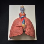 3B Scientific - Modelo de Pulmão em 5 partes mostrando as seguintes características : Laringe,Traqueia com árvore bronquial, Coração em 2 partes (removível), Veia cava, Aorta, Artéria pulmonar, Esôfago, 2 pulmões (metades frontais removíveis). Exemplar em excelente estado de conservação. Utilizado nas maiores Universidades dos EUA e da Europa. Dimensões: 12 x 28 x 37 cm / 2 Kg.