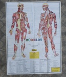 Grande Poster didático sobre o corpo humano  parte muscular - Med. 86 x 112 cm