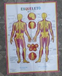 Grande Poster didático sobre o corpo humano  parte esquelético - Med. 86 x 112 cm