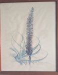 MARGARET MEE - Antiga Impressão de Botânica Encholirium spectabile - 53x43