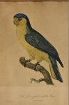Antiga gravura `le perroquet à calotte bleue` -med. 32x23cm