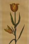 Artista não identificado, Gravura em Metal, `Tulipa` -med. 22x12cm apresenta marcas de umidade