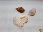 Lote de 3 conchas naturais para decoração. Medindo a maior 14cm x 13,5cm.
