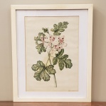 Quadro, pintura sobre papel, com tema botânico, Século XIX . Medidas aproximada: 18 cm x 26 cm e com moldura 27 cm x 33 cm.