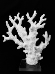 Escultura representando coral marinho na cor branca, com base quadrada em vidro. Med. 30x28 cm. 