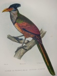 Francis Castelnau - Cultrides Pucherani - 1855 - AF 31x22,5cm - Ótimo exemplar - Não emoldurado - Litografia aquarelada de pássaro registrado na expedição de Francis Castelnau á América do Sul.