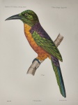 Francis Castelnau - Jacamerops D´Isidore - 1855 - AF 31x22,5cm - Ótimo exemplar - Não emoldurado - Litografia aquarelada de pássaro registrado na expedição de Francis Castelnau á América do Sul.