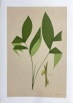 Autor não identificado. Amylocarpus Xanthocarpus.  Serigrafia, s/nº.. 70 x 50 cm. Sem moldura