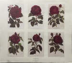 Autor não identificado. Rose Botanicals. Reprodução. 64 x 73 cm. Sem moldura