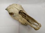 TAXIDERMIA - Crânio de Boi original. Mede aproximadamente 45 centímetros.