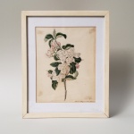 Quadro, pintura antiga sobre papel, tema botânica. Medidas aproximadas: 19 x 33 cm e com moldura 27 x 33 cm.