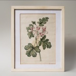 Quadro, pintura antiga sobre papel tema botânica. Medidas aproximadas: 18 x 25 cm e com moldura 27 x 33 cm.