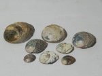Oito conchas em madrepérola com diversos tamanhos. Maior 9 x 7 e menor 3 x 2cm.