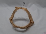 Carcaça dentária de Tubarão-corre-costa, cação. Medindo 18,5cm de largura.