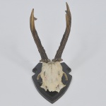 Historia natural: Troféu de caça, chifre autêntico de animal, aplicado em placa de madeira recortada.Medida: 20 cm x 12 cm