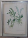 MARGARET MEE - "Zygosepalum labiosum", gravura sobre papel, assinado e datado 1981, 43 x 59cm. Moldura envidraçada 53 x 71cm.