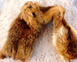Pele de raposa  (gola ou cachecol ) medindo 78 x 18 cm.