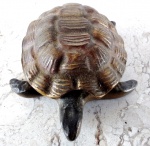 Escultura em forma de Tartaruga que funciona como cinzeiro quando se levanta o casco da tartaruga. Comprimento 11 x 7 cm