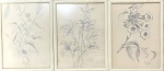 BURLE MARX Roberto - 3 desenhos a lápis, tema Botanico, medindo: 21 cm x 28 cm
