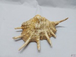 Concha natural, decorativa. Medindo 26,5cm x 18cm x 9,5cm de altura.