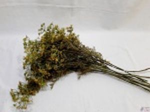 Lote com 9 galhos de flor macela amarela artificial decorativas. Medindo em média 78cm de comprimento.