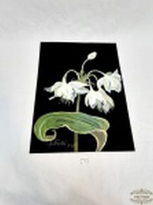 OBRA PINTURA AQUARELA SOB PAPEL CANSON ASSINADAS LUIS ANTONELLI REPRESENTANDO ORQUIDEAS. MEDIDA: 29,7 CM X 42 CM.