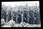 POSTAL-CULTURE DE MAIS ET DE HARICOTS-BRASIL