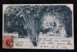 POSTAL-RJ-JARDIM BOTÂNICO -BAMBUS-CIRCULADO 1905