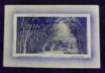 POSTAL-RJ-JARDIM BOTÂNICO-BAMBÚS-CIRCULADO S/ SELO-1930